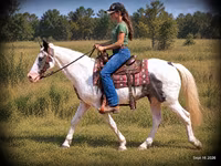 Hing, National Show Horse — 2. fotó