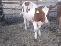 Bull, Simmental cattle — photo 4