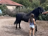 Horse (M), Welsh Cob — photo 2
