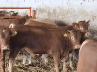 Toro, Simmental cattle — foto 2