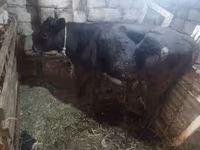 Tehén, Simmental cattle — 4. fotó