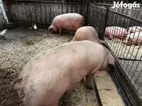 Boar, Pigs — photo 2