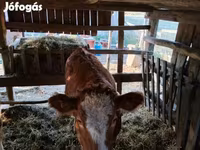 Cow, Simmental cattle — photo 1