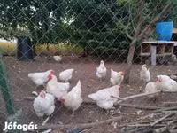 Chickens — foto 3