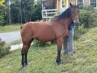 Mare, Standardbred — photo 1