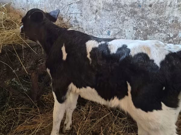 Krava, Russian Black pied cattle