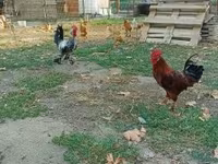 Chickens — 3-сурет