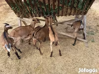 公山羊, Alpine goat — 照片 7