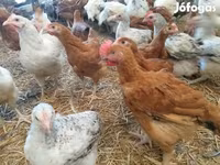 Chickens — 5. fotó