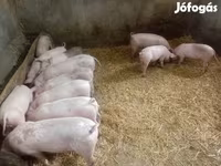 Säue, Schweine — Foto 2