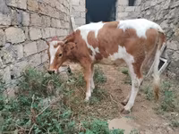 Krava, Simmental cattle — foto 3