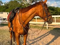 Caballo, Thoroughbred horse — foto 2