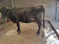 Kuh, Simmental cattle — Foto 2