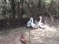 Geese — foto 2