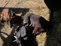 Kozel, Nubian Goat — foto 5