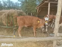 Tehén, Limousin tehén — 2. fotó