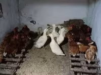 Chickens — 2-сурет
