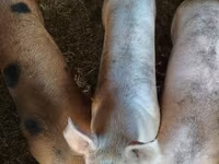 Schweine (Partie, Geschlecht nicht angegeben), Крупная белая — Foto 2
