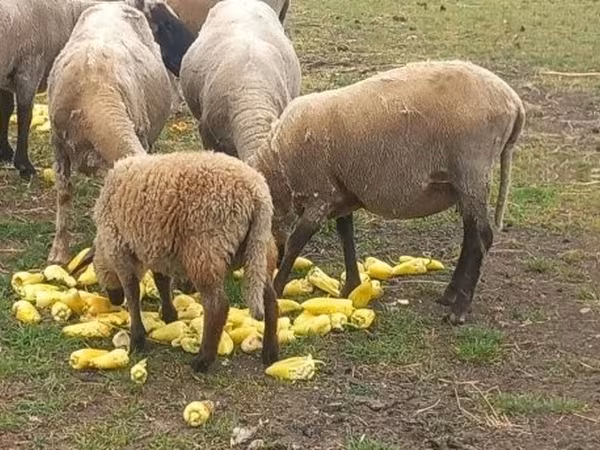公羊, Tsigai sheep