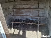 Guinea fowl — Foto 1