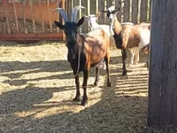 Ziegenbock, Ziegen — Foto 5