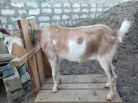 عنزة, Saanen goat — الصورة 6