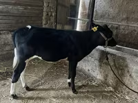 İribuynuzlu mal-qara (partiya, cinsi göstərilməyib), Russian Black pied cattle — foto 5