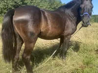 Horse (M), Horses — photo 2