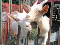 母山羊, Goats — 照片 3
