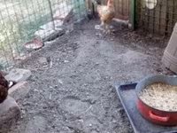 Chickens — foto 3