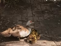 Ducks — الصورة 2