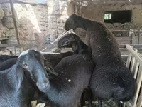 Carnero, Rhon sheep — foto 1