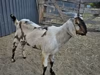 Kozel, Nubian Goat — foto 4