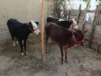 Bovinos (lote, sexo no especificado), Vaca kazaja de cabeza blanca — foto 2