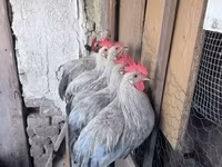 وياندوت — الصورة 1