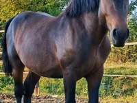 حصان, Međimurje horse — الصورة 5