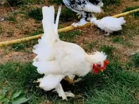 Chickens — Foto 6