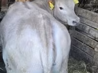Bulle, Holstein-Rasse — Foto 1