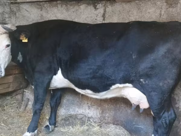 Cow, Russian Black pied cattle