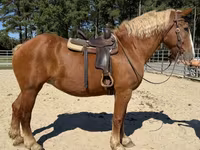 Caballo, Belgian Draught — foto 4