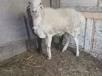 Bélier, Moutons — photo 1