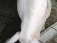 Sow, Pigs — photo 3