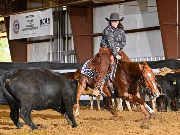 घोड़ा, Quarter Horse