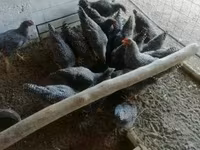 Chickens — Foto 4