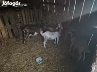 Bak, Alpine goat — 2. fotó