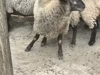 भेड़, White Suffolk sheep — फ़ोटो 3