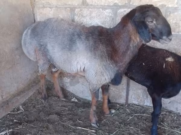 Kos, Juhok