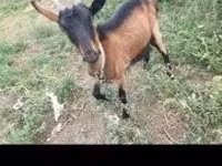 母山羊, Goats — 照片 2