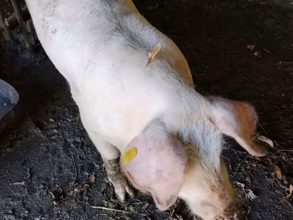 Boar, Ландрас