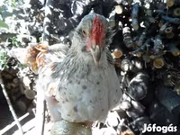 Chickens — Foto 2